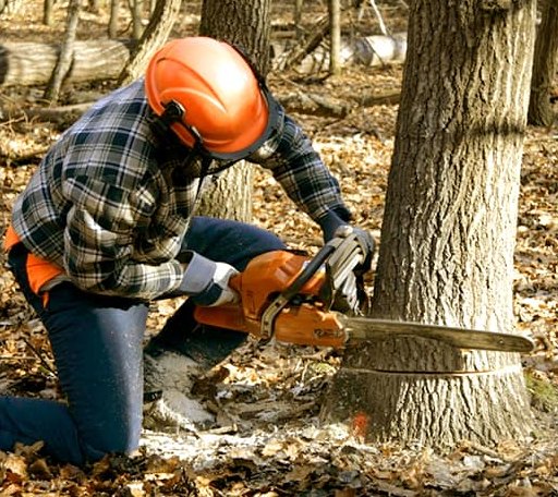 Tree Removal in Houghton, MI